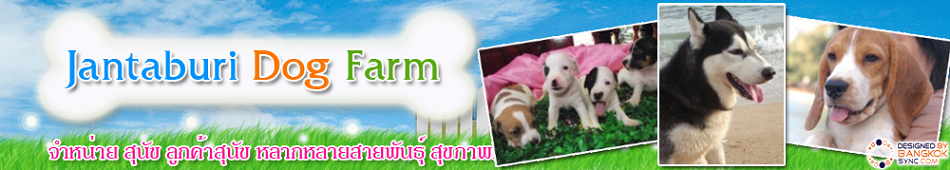 Chanthaburi Dog Farm